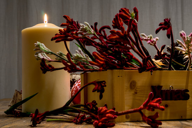 Marathon Plants - Anigozanthos cut flowers decoration