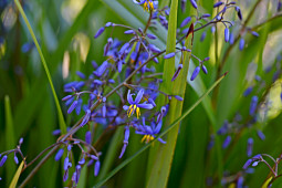 Marathon Plants - Dianella Kentlyn flowers