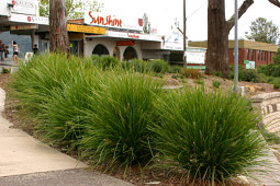 Marathon Plants - Lomandra for landscape