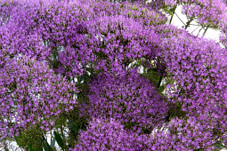 Armada Young Plants B.V. - Trachelium Briba® Blue