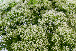 Armada Young Plants B.V. - Trachelium Briba® White