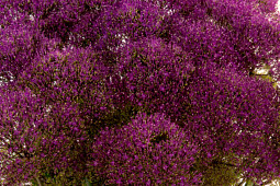 Armada Young Plants B.V. - Trachelium Briba® Purple