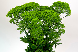 Armada Young Plants B.V. - Trachelium Briba® Green