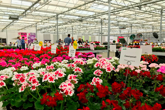 Elsner pac Vertriebsgesellschaft mbH - Pelargonium TWOinONE