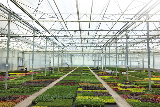 AllPlant Young Plants