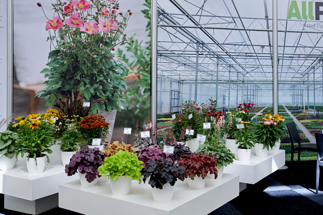 AllPlant Young Plants