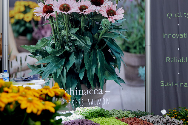 AllPlant Young Plants