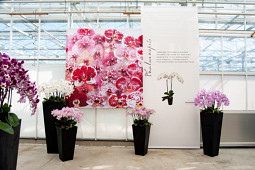 Hassinger Orchideen - Phalaenopsis