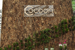 Hassinger Orchideen - Cocoon Orchids