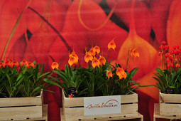 Hassinger Orchideen - BellaVallia