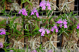 Hassinger Orchideen - Cocoon Orchids