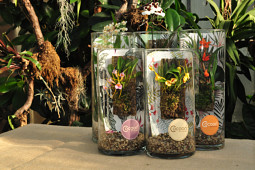 Hassinger Orchideen - Cocoon Orchids