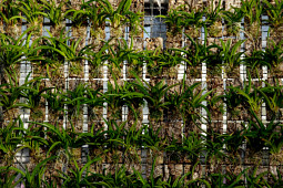 Hassinger Orchideen - Cocoon Orchids Production