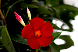 D.H.M.Innovation / breeding company by Lannes - DIAMANTINA JADE XXL 'RED' NEW