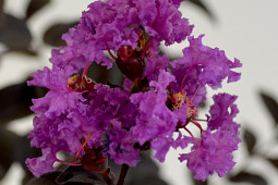D.H.M.Innovation / breeding company by Lannes - BLACK SOLITAIRE 'PURELY PURPLE'