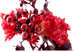 D.H.M.Innovation / breeding company by Lannes - BLACK SOLITAIRE 'CRIMSON RED'