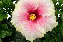 D.H.M.Innovation / breeding company by Lannes - RIO CLARA 'WHITE & PINK'