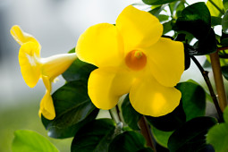 D.H.M.Innovation / breeding company by Lannes - DIAMANTINA OPAL 'CITRINE'