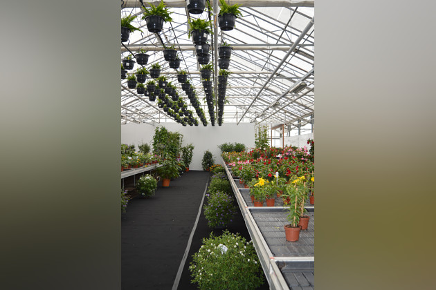 De Zonnebloem Jonge Planten BV