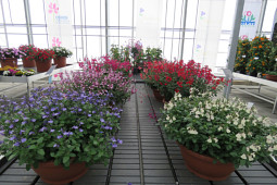 Jaldety Plant Propagation Nurseries - Salvia - From Jaldety Nursery