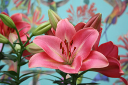 Lily Looks - Summer Sky®
