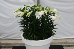 Lily Looks - Miracle®