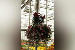 Lily Looks - Hanging basket