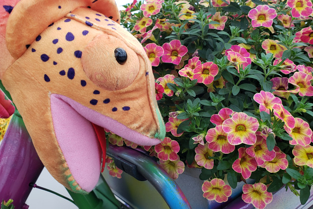 Westhoff - Chameleon Calibrachoa has colors that would make anyone envious