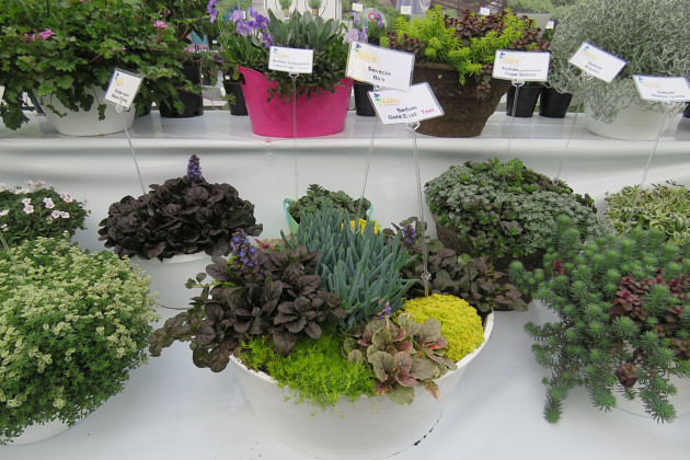 Jaldety Plant Propagation Nurseries - Succulent Mix  - Jaldety