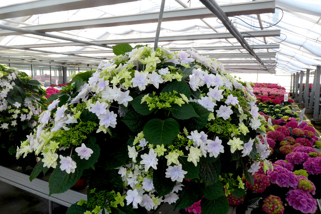 Agriom - HABA Soft Blue