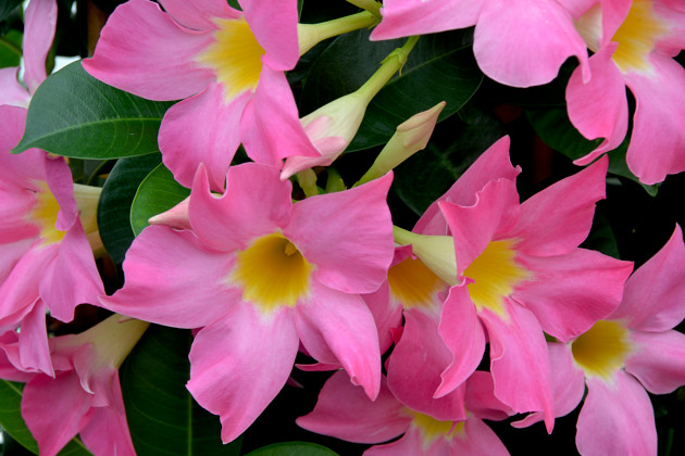 Agriom - Mandevilla Summerstar Eagle Eye