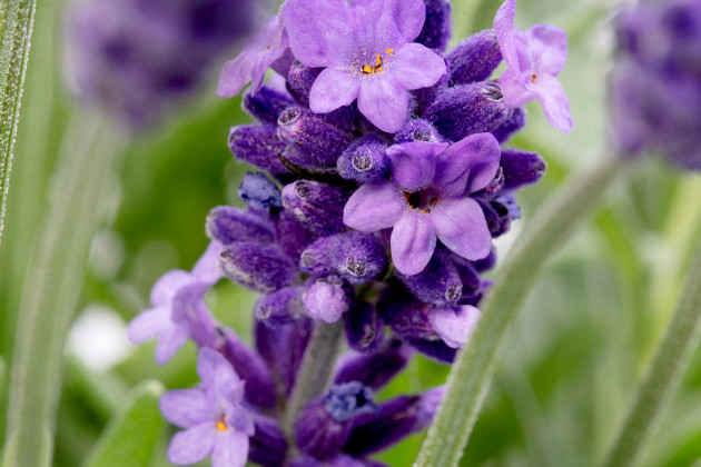 Evanthia - Lavandula Cleo Patio&reg;