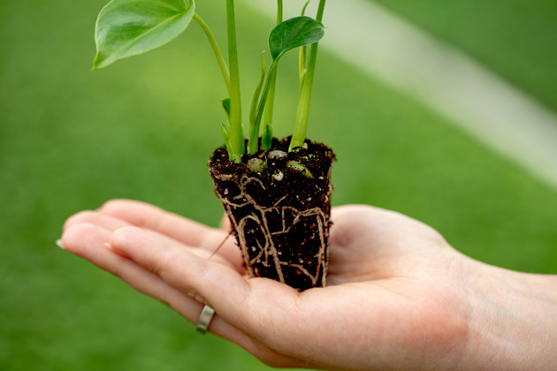 Evanthia - Monstera deliciosa Tauerii - young plants
