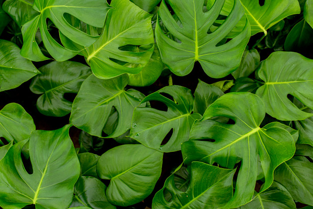 Evanthia - Monstera deliciosa Tauerii