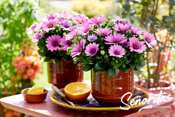 Hendriks Young Plants - Señoritas ® Osteospermum 1