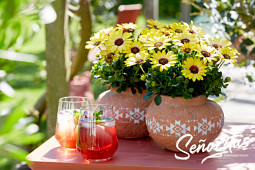 Hendriks Young Plants - Señoritas ® Osteospermum 2