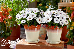 Hendriks Young Plants - Señoritas ® Osteospermum 3