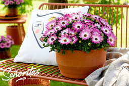 Hendriks Young Plants - Señoritas ® Osteospermum 4