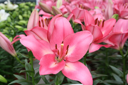Lily Looks - Summer Sky®!
