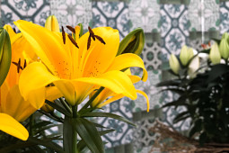 Lily Looks - Tiny Bee®