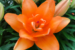 Lily Looks - Tiny Double You®