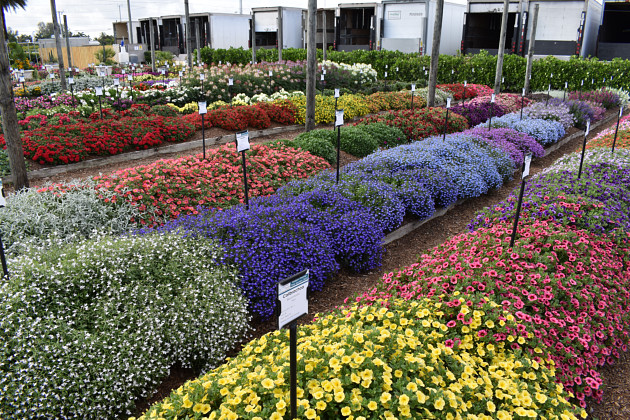 Westhoff - Lobelia Hot+ Series