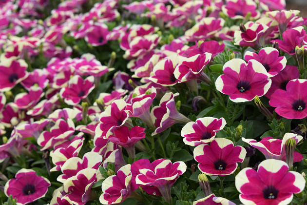 Westhoff - Petunia Big Deal Fingerpaint