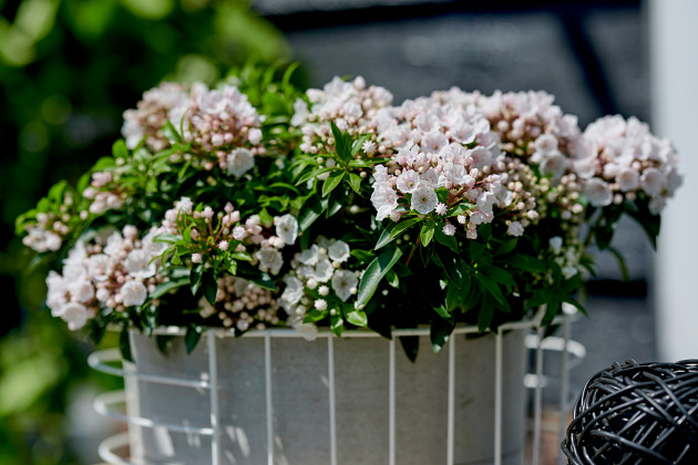 Hortinno by FlorAmor - Kalmia latifolia Elf