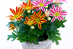 Armada Young Plants B.V. - Potchrysant Beauty® Elegant