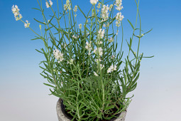 Armada Young Plants B.V. - Lavendel Cuba®