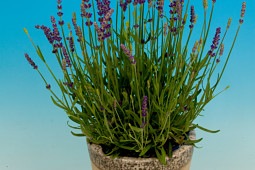 Armada Young Plants B.V. - Lavendel Havanna®