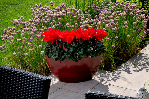 Schoneveld breeding - Cyclamen Super Serie Leopardo