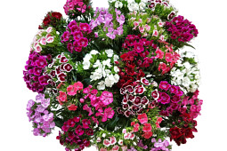 Armada Young Plants B.V. - Dianthus Barbatus Barbarella®