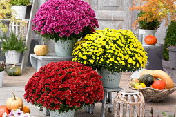 Armada Young Plants B.V. - Multiflora Blanchett® series